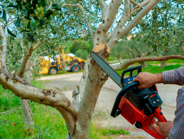 Tree Service